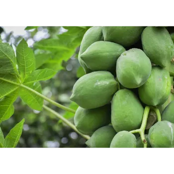 Papaya Plants 